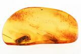 Detailed Fossil Soldier Beetle (Cantharidae) in Baltic Amber #284590-1